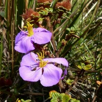 Osbeckia buxifolia Arn.